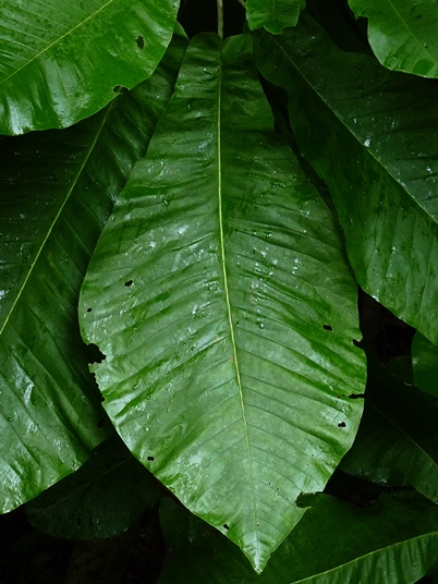 {Magnolia macrophylla}